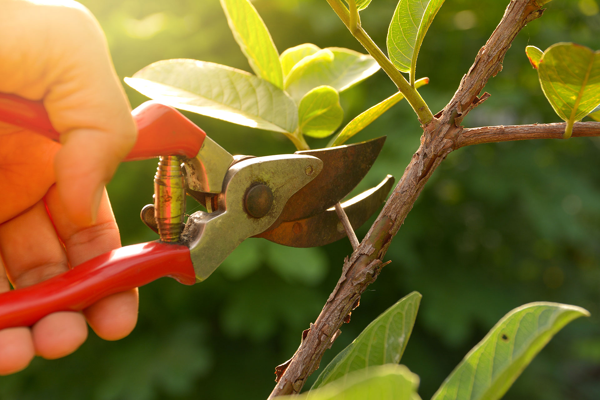 Five Simple Tips for Tree Care and Maintenance to Keep Your Trees Healthy